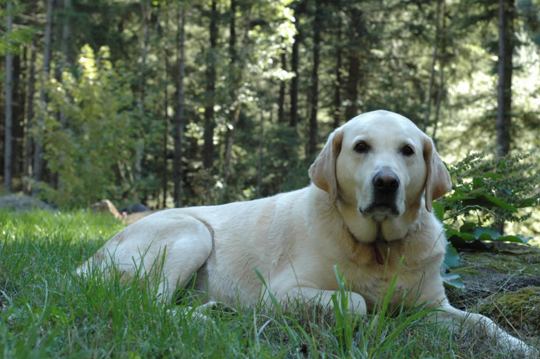Cold tail in Labrador Retreivers NonMoto Motocross Forums