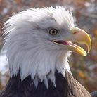 Profile picture for user EaglesRUgly