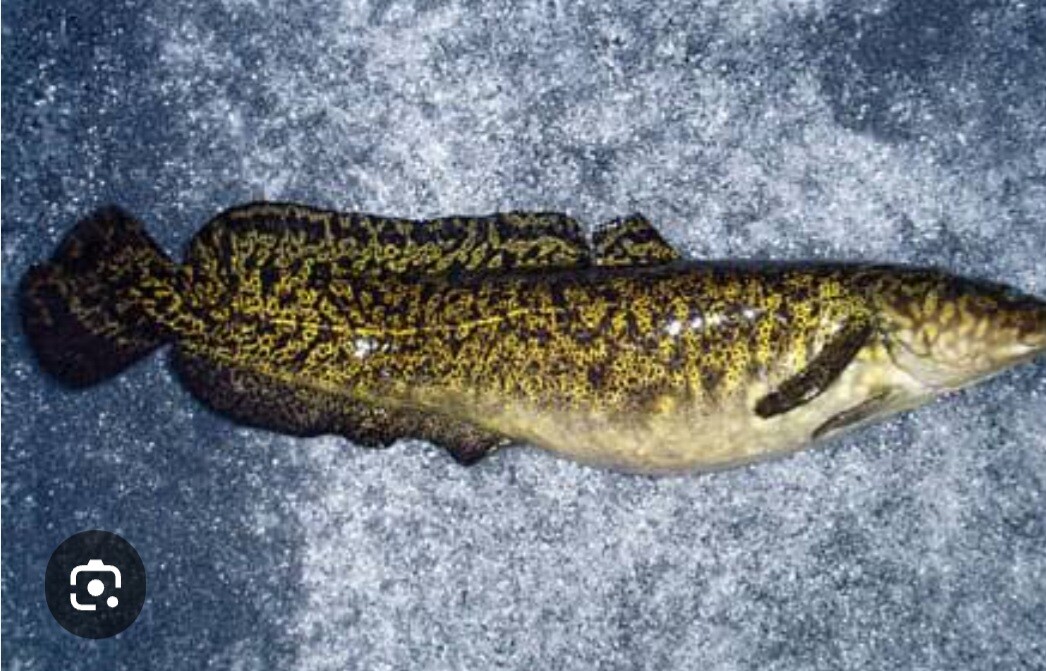 Screenshot 20260303 125659 Google