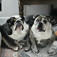 Profile picture for user Thornton_Melon